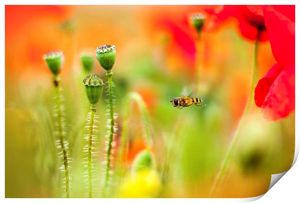 Summer Hover Print by Jacky Parker
