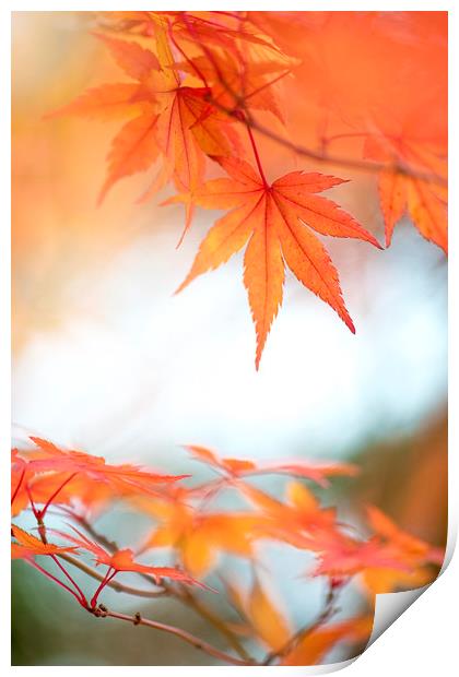 Japanese Maple leaves Print by Jacky Parker