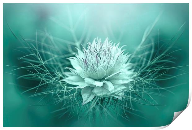 Love-in-a-mist Print by Jacky Parker