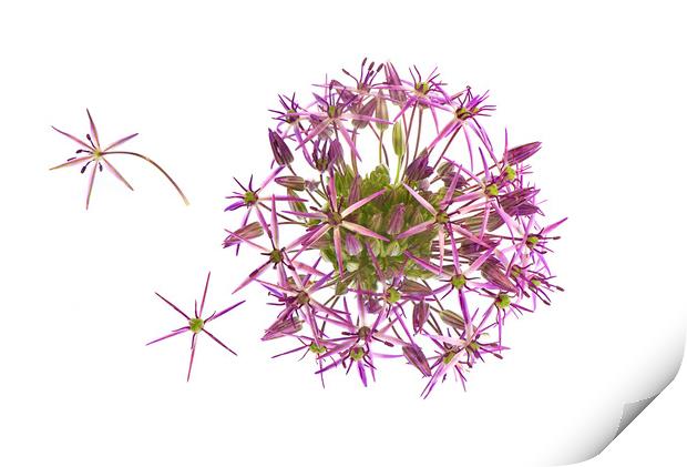 Allium Flower Print by Jacky Parker