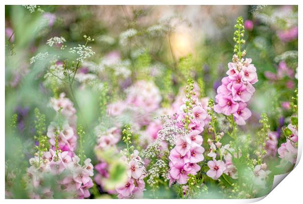 Pink Verbascum Flowers Print by Jacky Parker