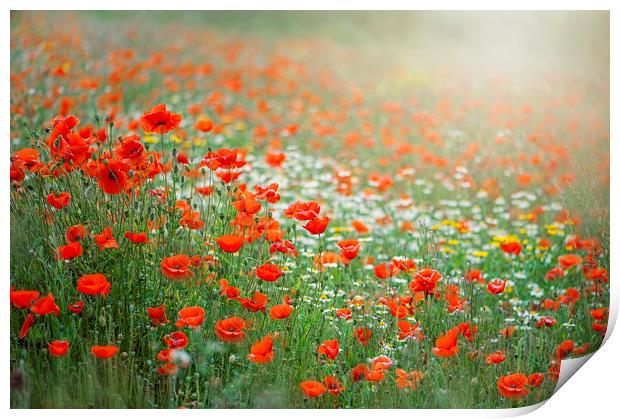 Red Field Poppies Print by Jacky Parker