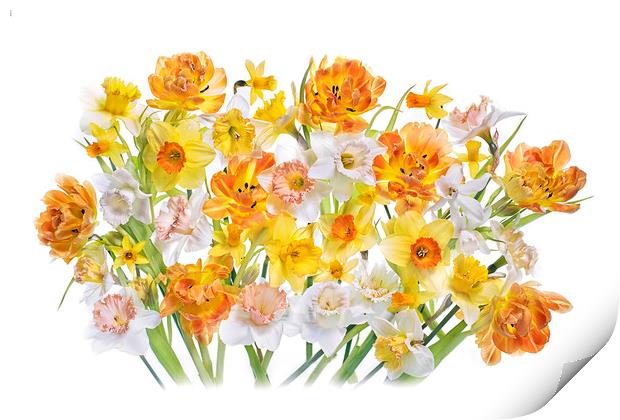 Spring Tulips and Daffodils Print by Jacky Parker