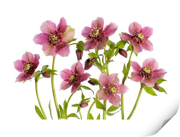 Helleborus 'Tutu' Print by Jacky Parker