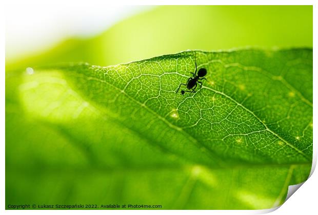 An Ant on green leaf Print by Łukasz Szczepański