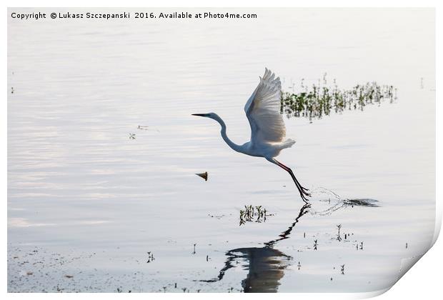 Great Egret bird starting to fly from lake surface Print by Łukasz Szczepański