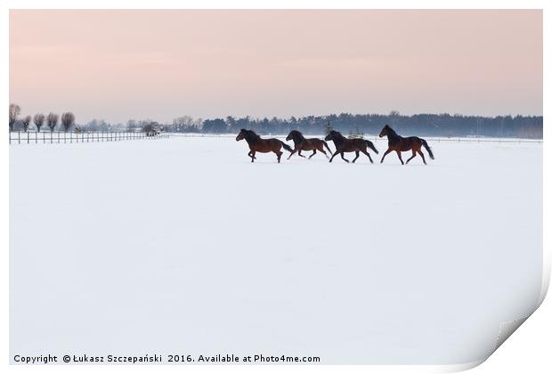 Four horses galloping on snowy paddock Print by Łukasz Szczepański