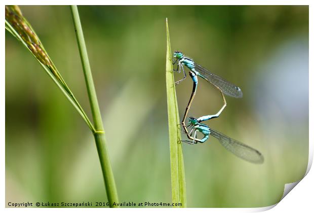 Closeup of green dragonfly copulating Print by Łukasz Szczepański