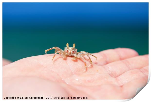 Little crab on human hand Print by Łukasz Szczepański