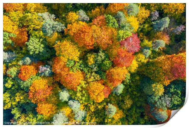 Aerial top down view of vibrant colorful autumn fo Print by Łukasz Szczepański