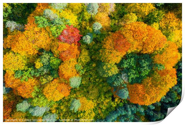 Aerial view of color autumn forest Print by Łukasz Szczepański