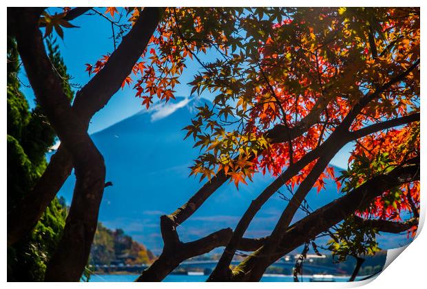 Mt Fuji and Japanese maple trees Print by Kevin Livingstone