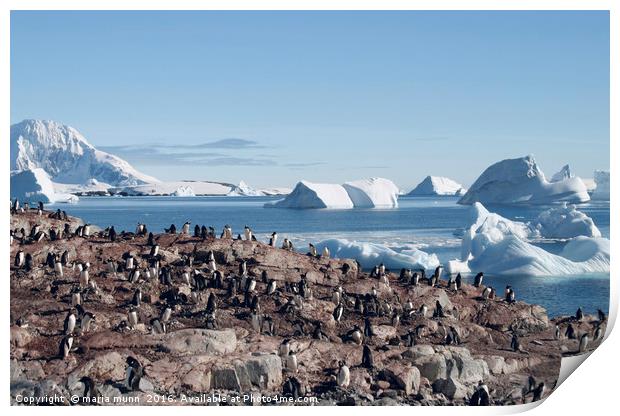 Penguins in the Antarctic Print by maria munn