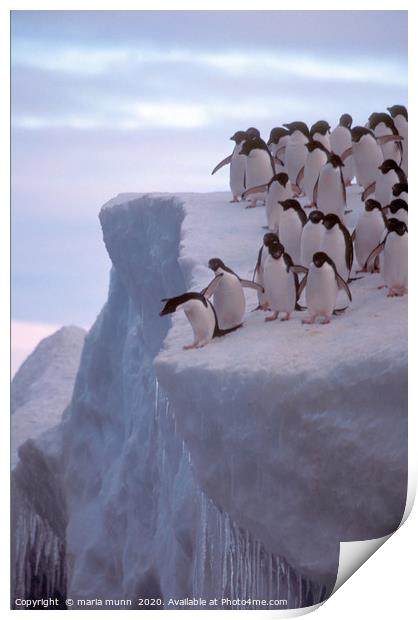 Do I or Don't I - Penguins in the Antartica Print by maria munn