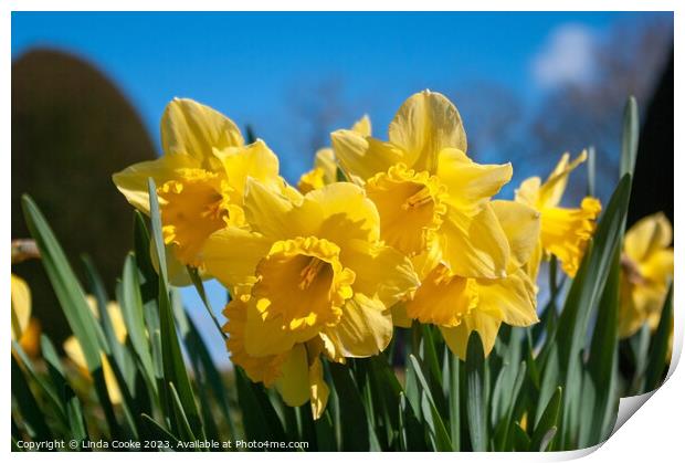 Yellow daffodils and blue sky Print by Linda Cooke