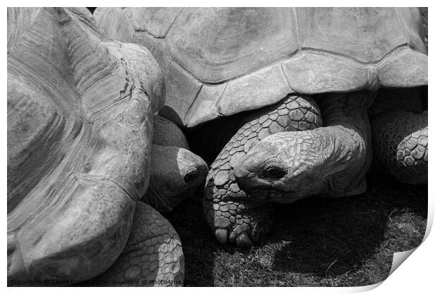 Giant Tortoises Print by Linda Cooke