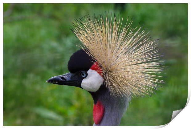 African crowned crane Print by Linda Cooke
