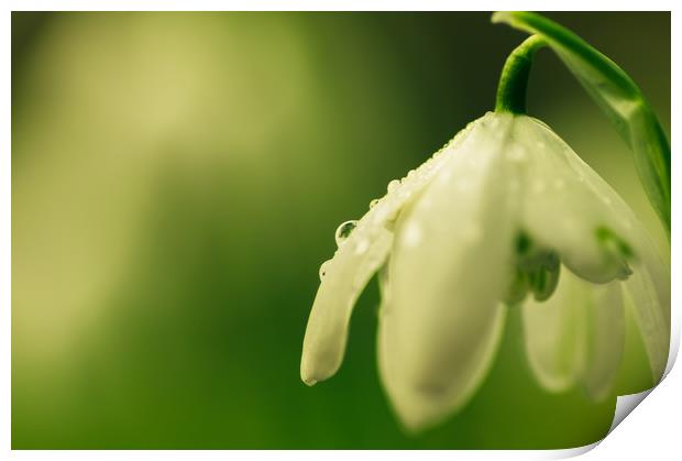 Raindrops on spring snowdrop Print by Linda Cooke