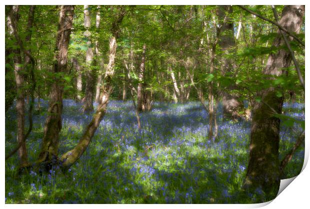 Bluebells and birches Print by Linda Cooke