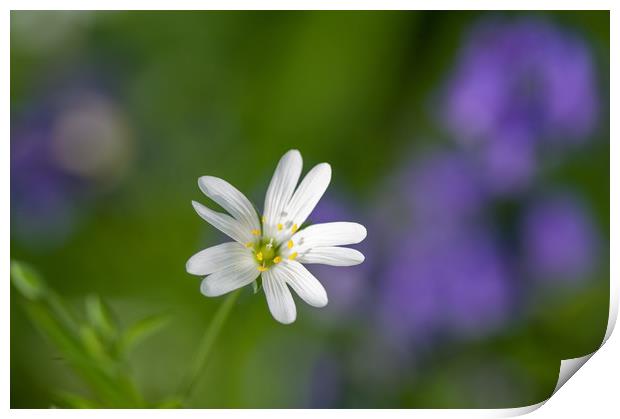 Stitchwort flower Print by Linda Cooke