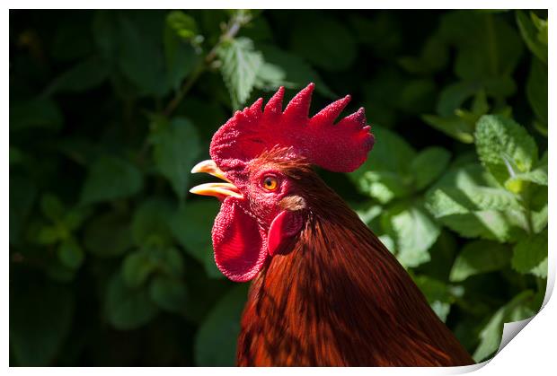 Red cockerel head shot. Print by Linda Cooke