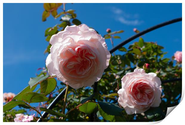 Pink roses Print by Linda Cooke