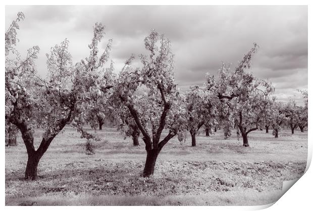 Worcestershire Pear Orchard Monochrome  Print by Linda Cooke