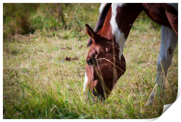 Grazing horse Print by Linda Cooke