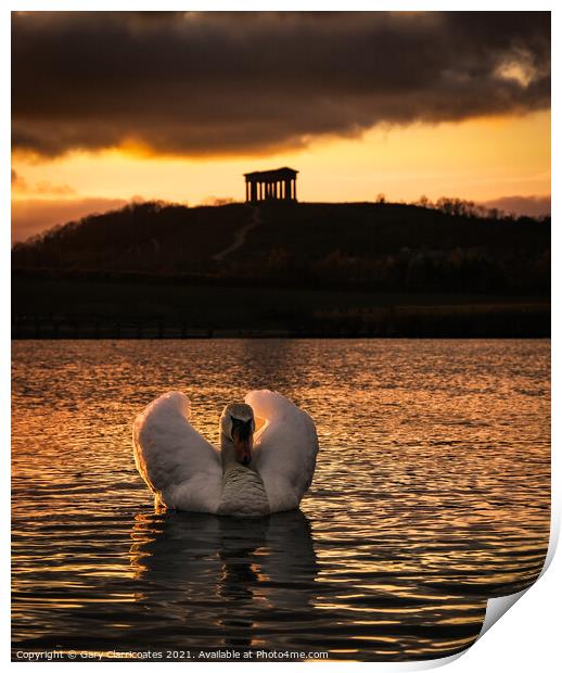 Swan Caught in the Light Print by Gary Clarricoates
