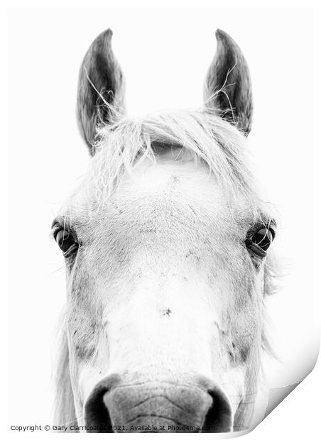Horse Portrait Print by Gary Clarricoates
