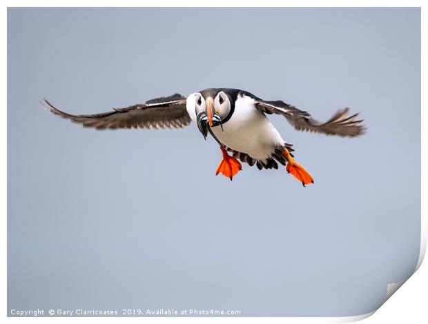 Puffin in Flight Print by Gary Clarricoates