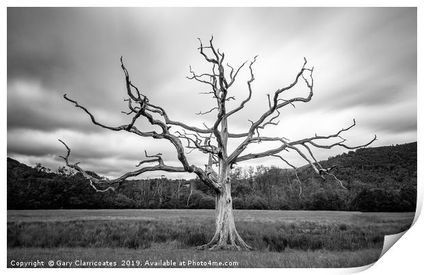 The Dead Tree Print by Gary Clarricoates