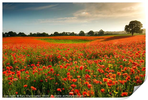 A Field of Red Print by Gary Clarricoates