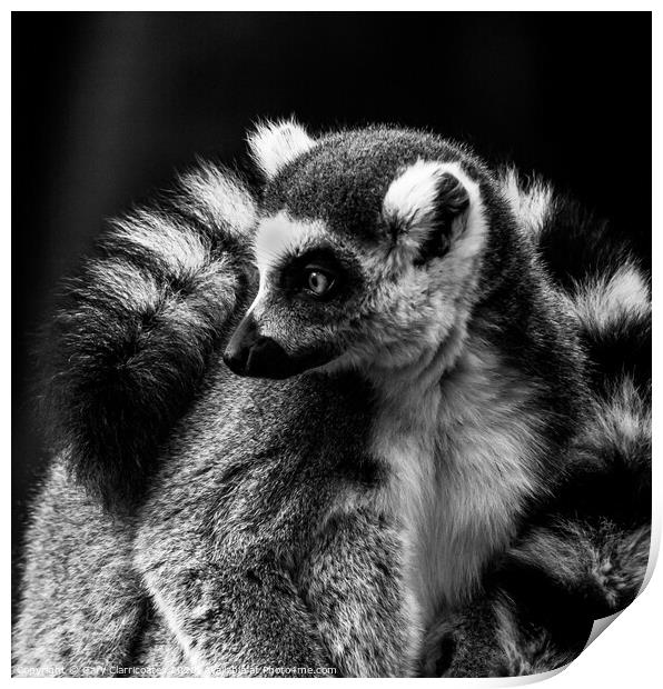 The Cold Lemur Print by Gary Clarricoates