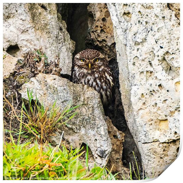 A Sheltering Little Owl Print by Gary Clarricoates