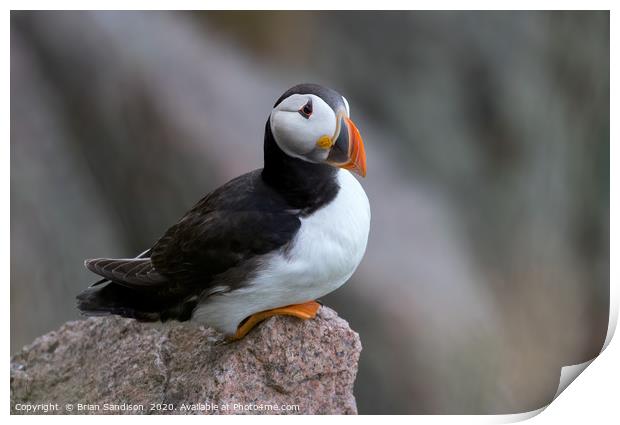 Puffin on a Cliff ledge Print by Brian Sandison