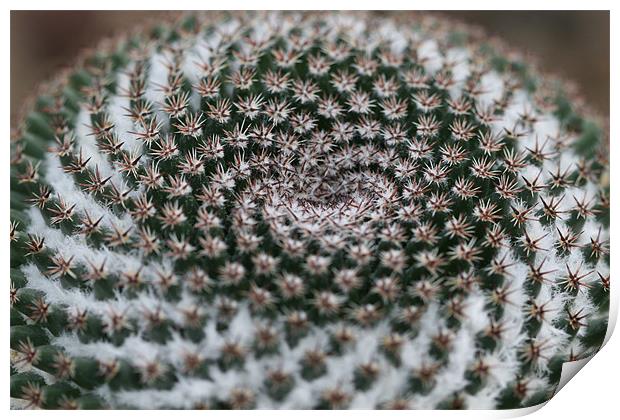 Winter Cactus Print by Kathryn O'Brien