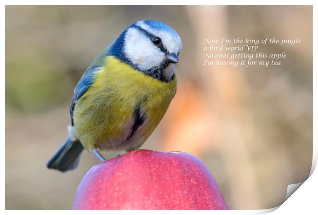 Blue Tit eating an apple Print by Mike Cave