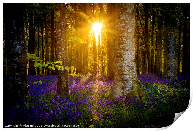 The late evening sun beams through a clump of beech trees in Dor Print by Alan Hill