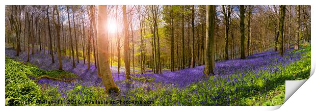 Sunlight illuminates peaceful bluebell woods Print by Alan Hill