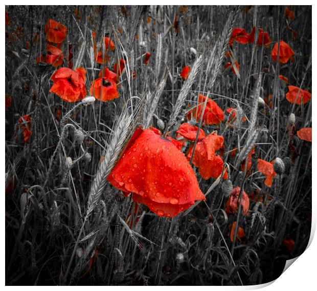 Dew-covered deep red poppies in a field Print by Alan Hill