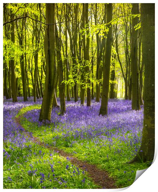 Sunlight shines through trees in bluebell woods Print by Alan Hill