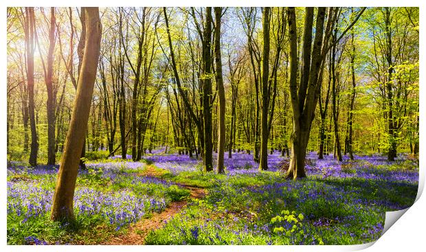 Sunlight shines through trees in bluebell woods Print by Alan Hill