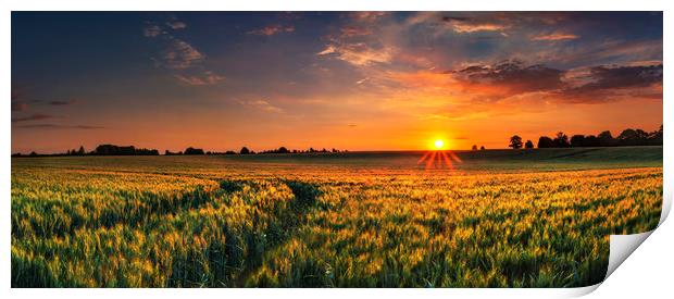 Sunset over a wheat field in Northamptonshire Print by Alan Hill