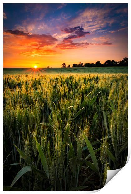 Sunset over a wheat field in Northamptonshire Print by Alan Hill