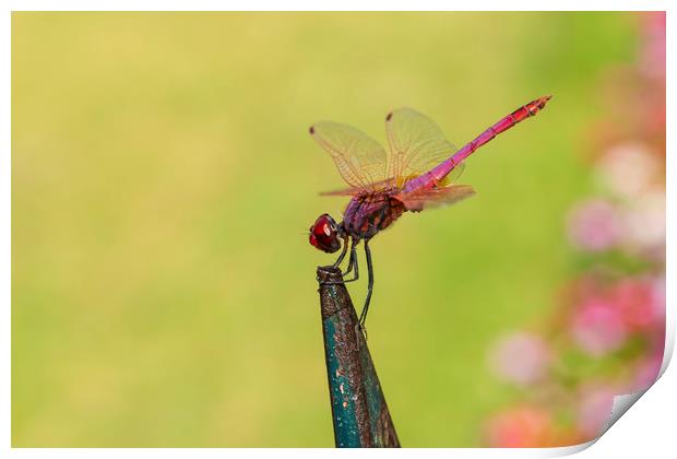 Red dragonfly perched on railings in Corfu Town Print by Alan Hill