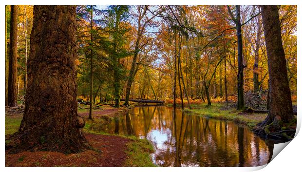 New Forest trees in autumn Print by Alan Hill