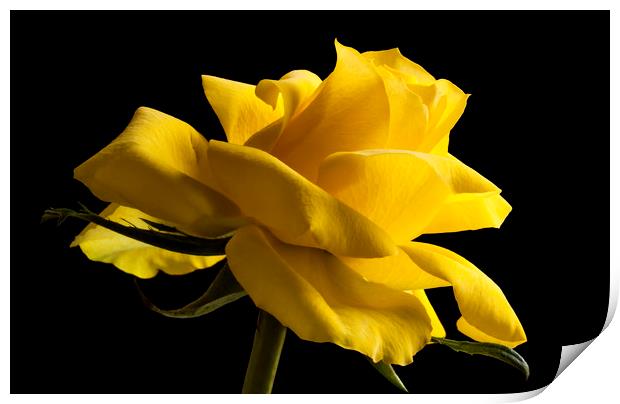 Rose isolated on a black background Print by Alan Hill