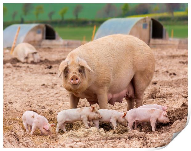 A sow looks on whilst her litter play in the foreground Print by Alan Hill