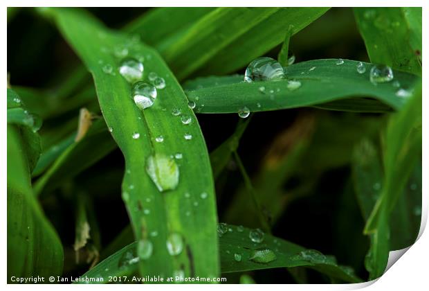 Dew on green grass Print by Ian Leishman